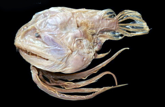 Linophryne brevibarbata_04.jpg